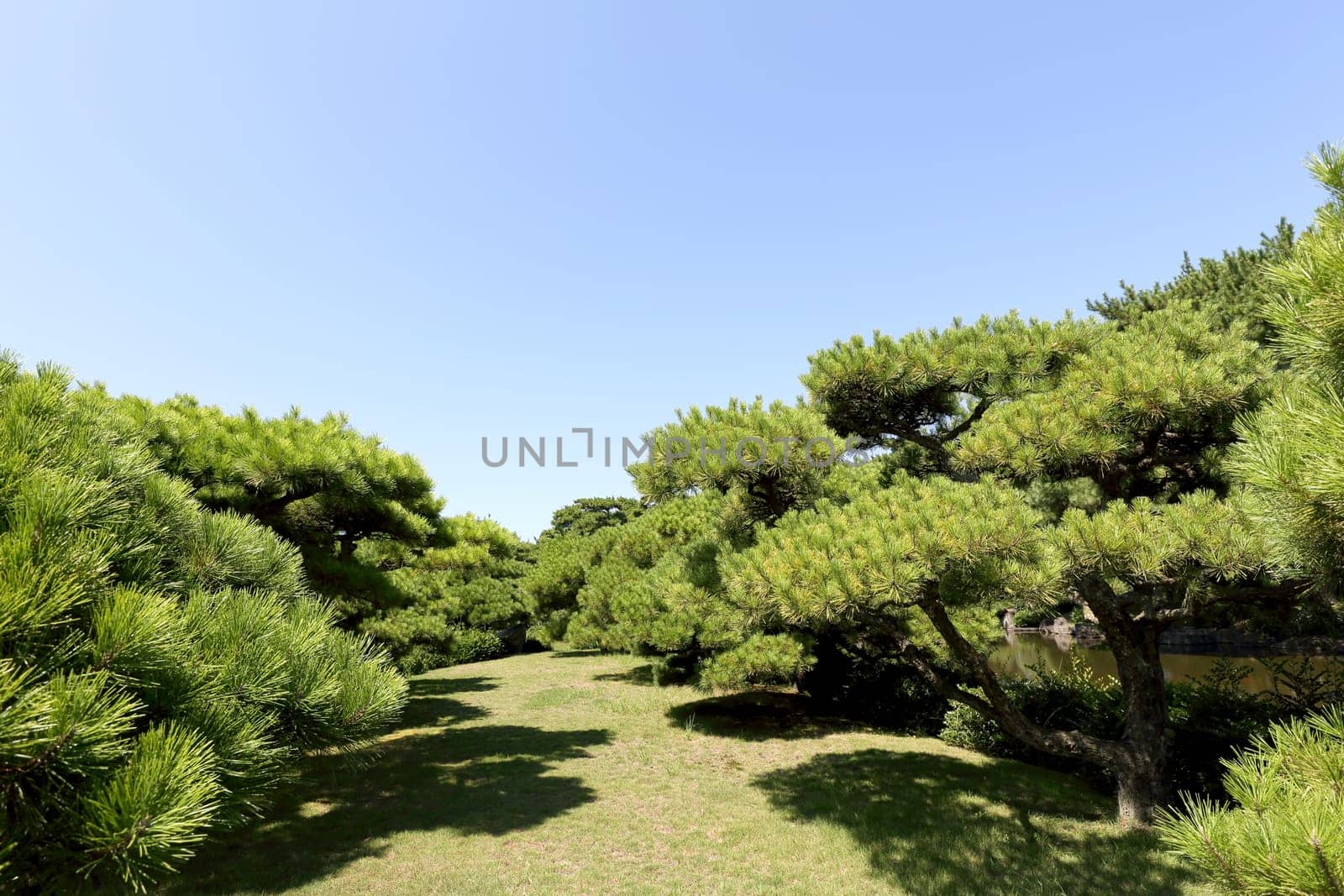 View of city park with pine trees