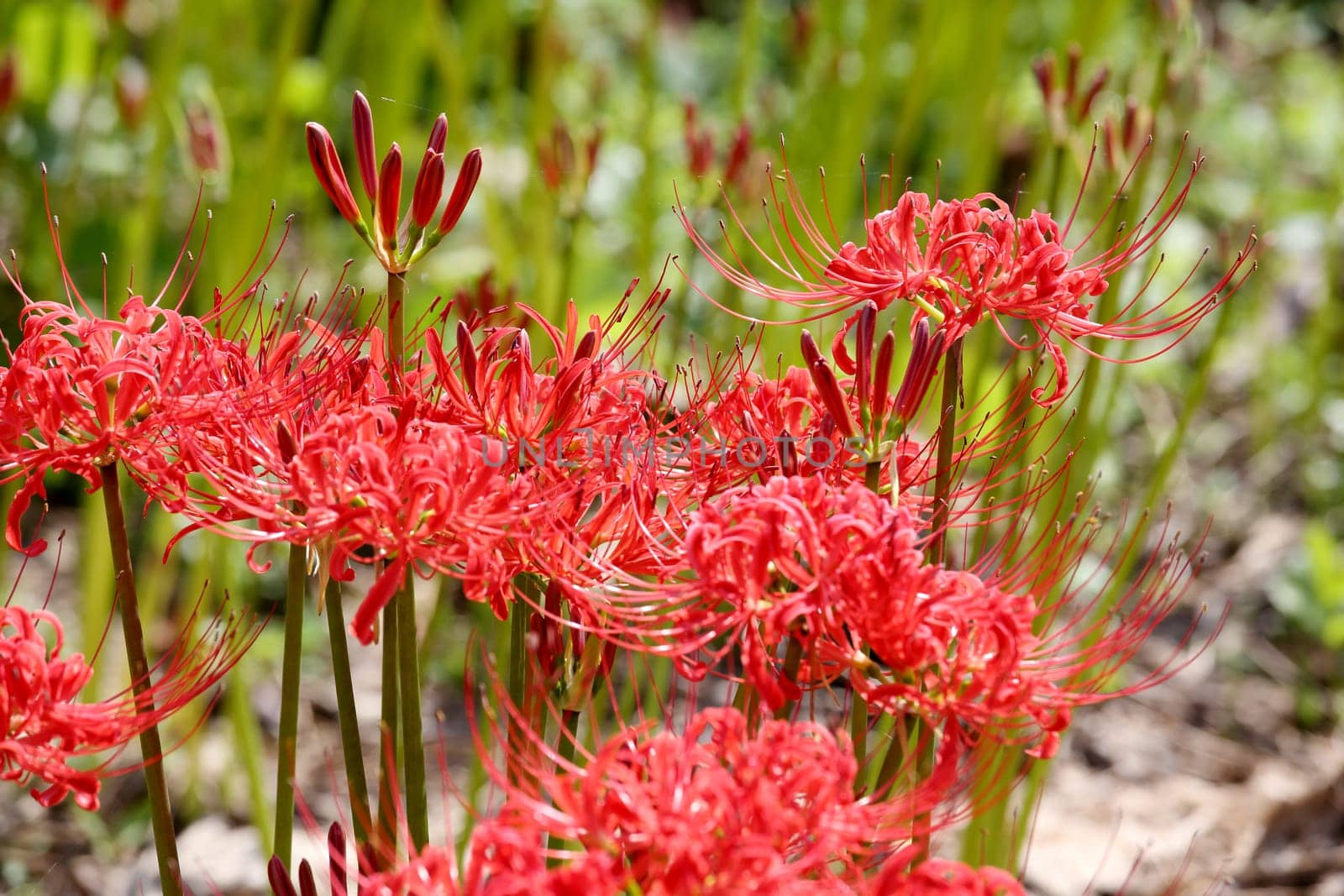 Red spider lily, lycoris radiata, cluster amaryllis