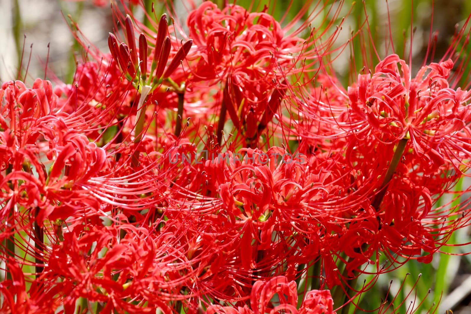 Red spider lily, lycoris radiata, cluster amaryllis