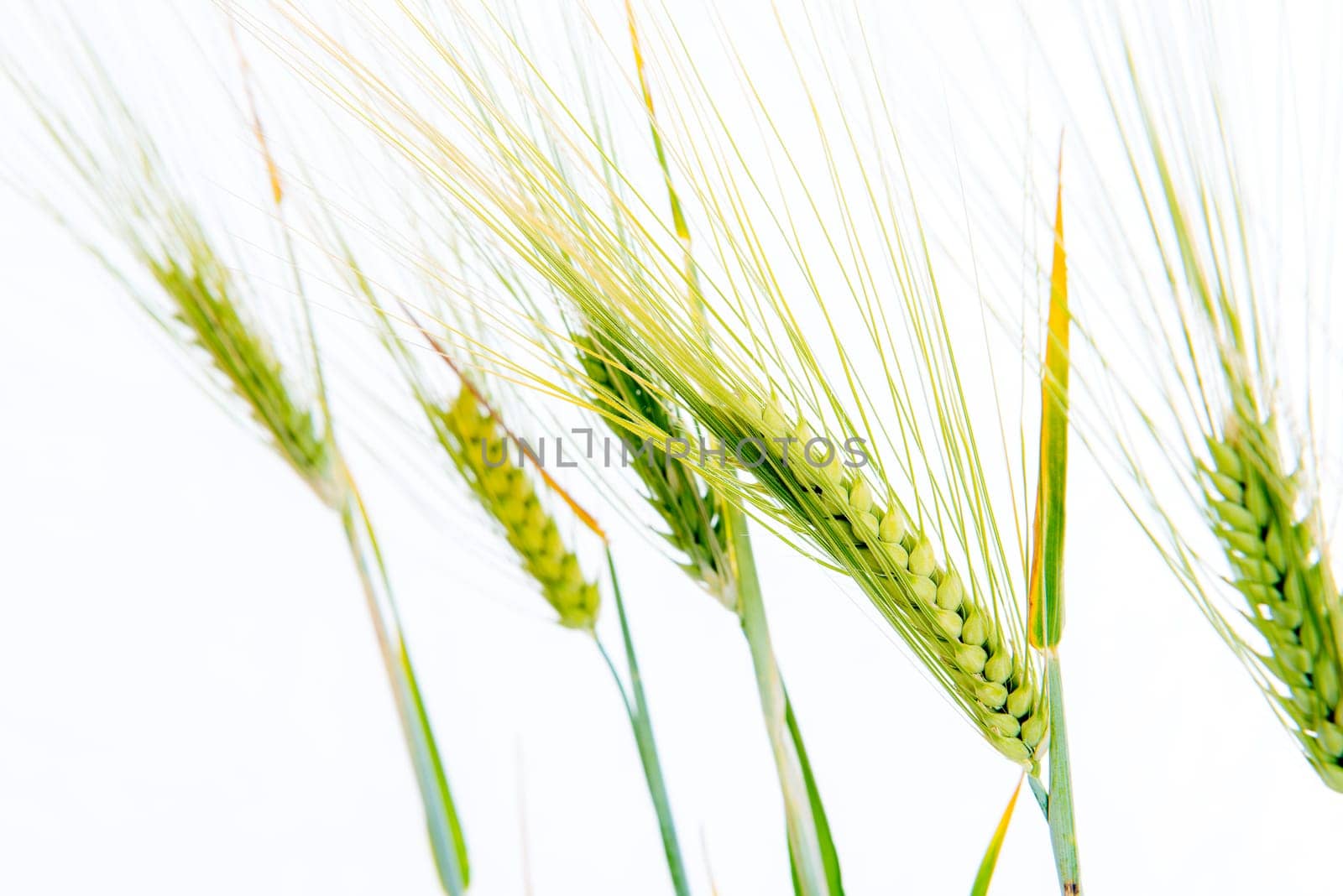 line of green rye- grain in front of white background