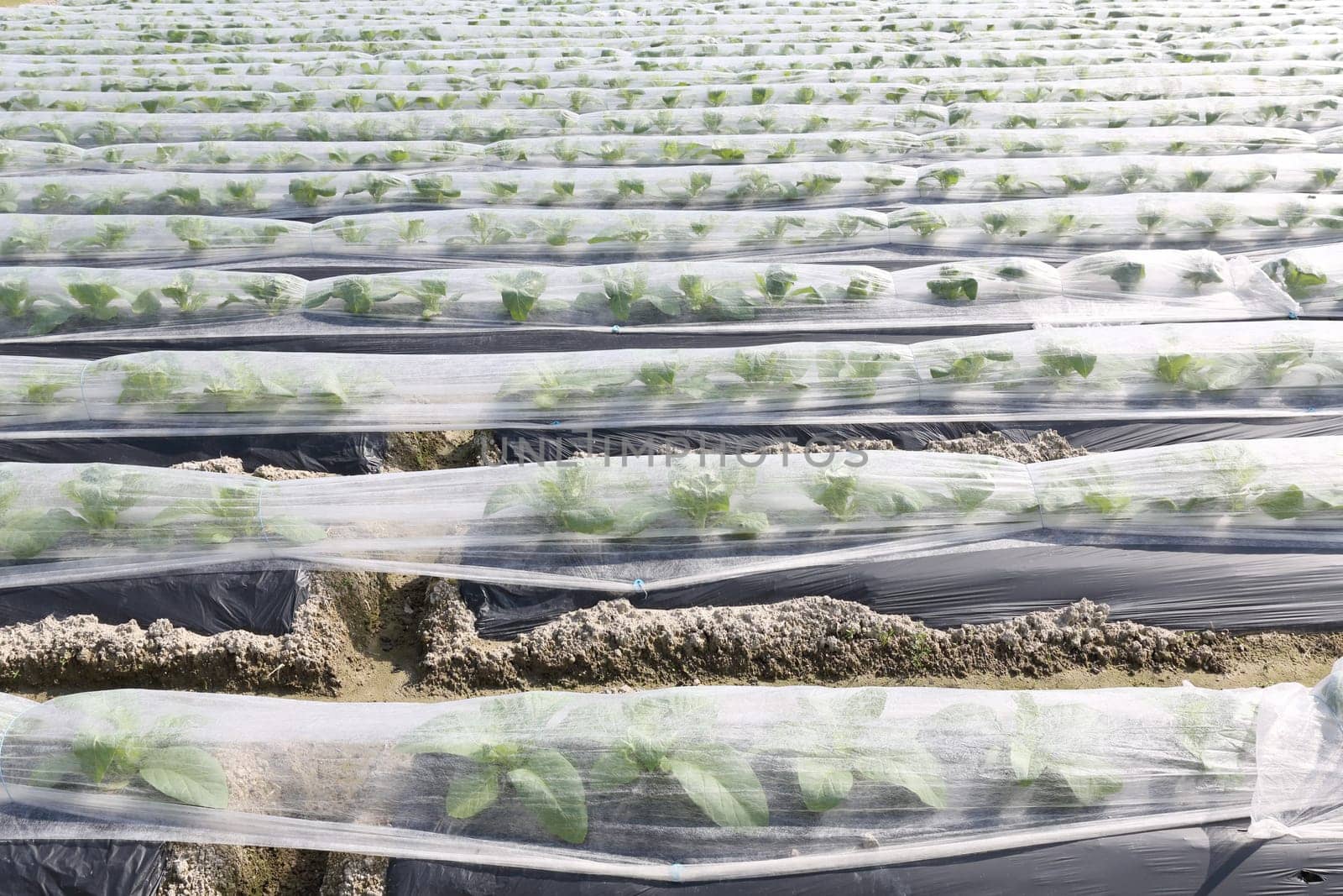 Landscape vegetable farmland covered with plastic foil