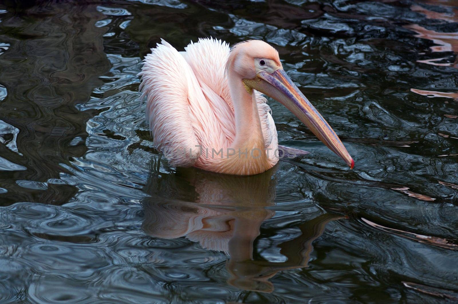Pelican