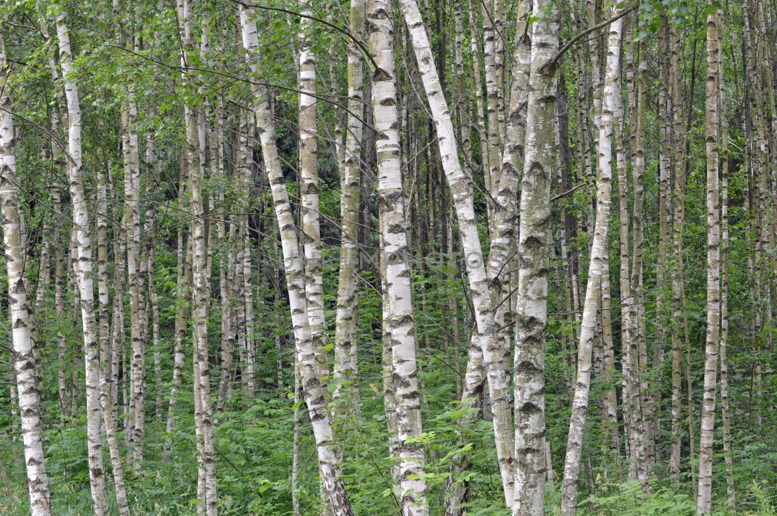 Birch forest