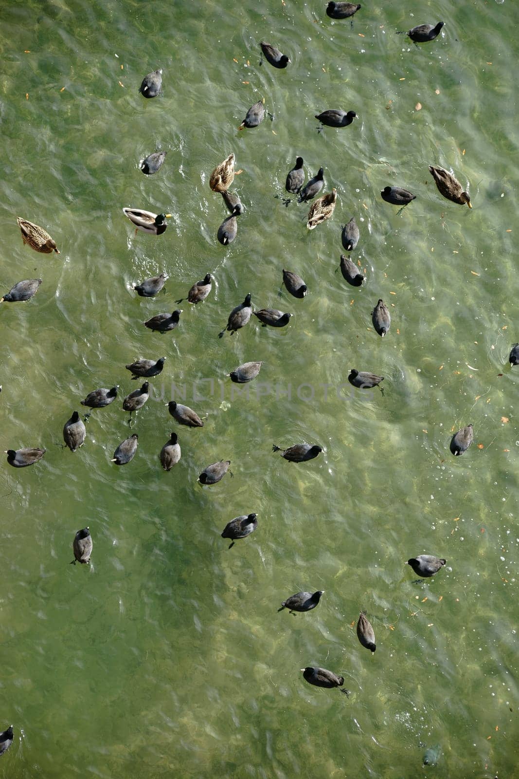 The top view and bird's view of a group of waterfowl,windchickens and ducks at the edge of a lake.