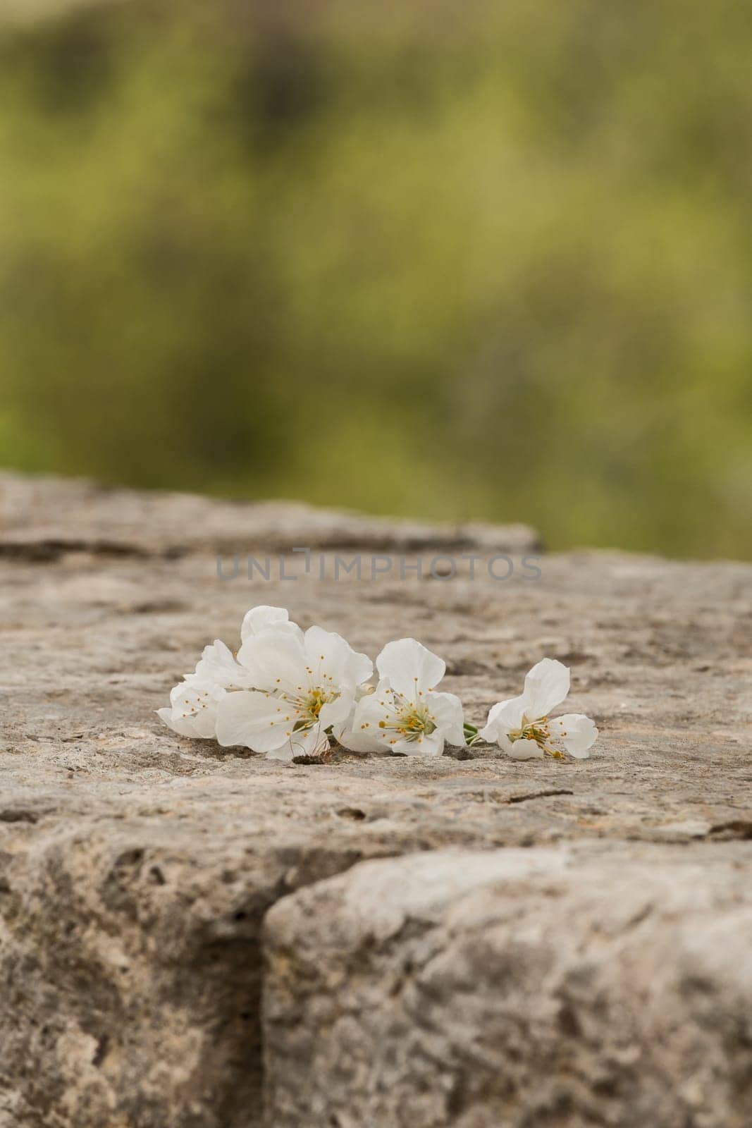 Cherry blossoms on a wall