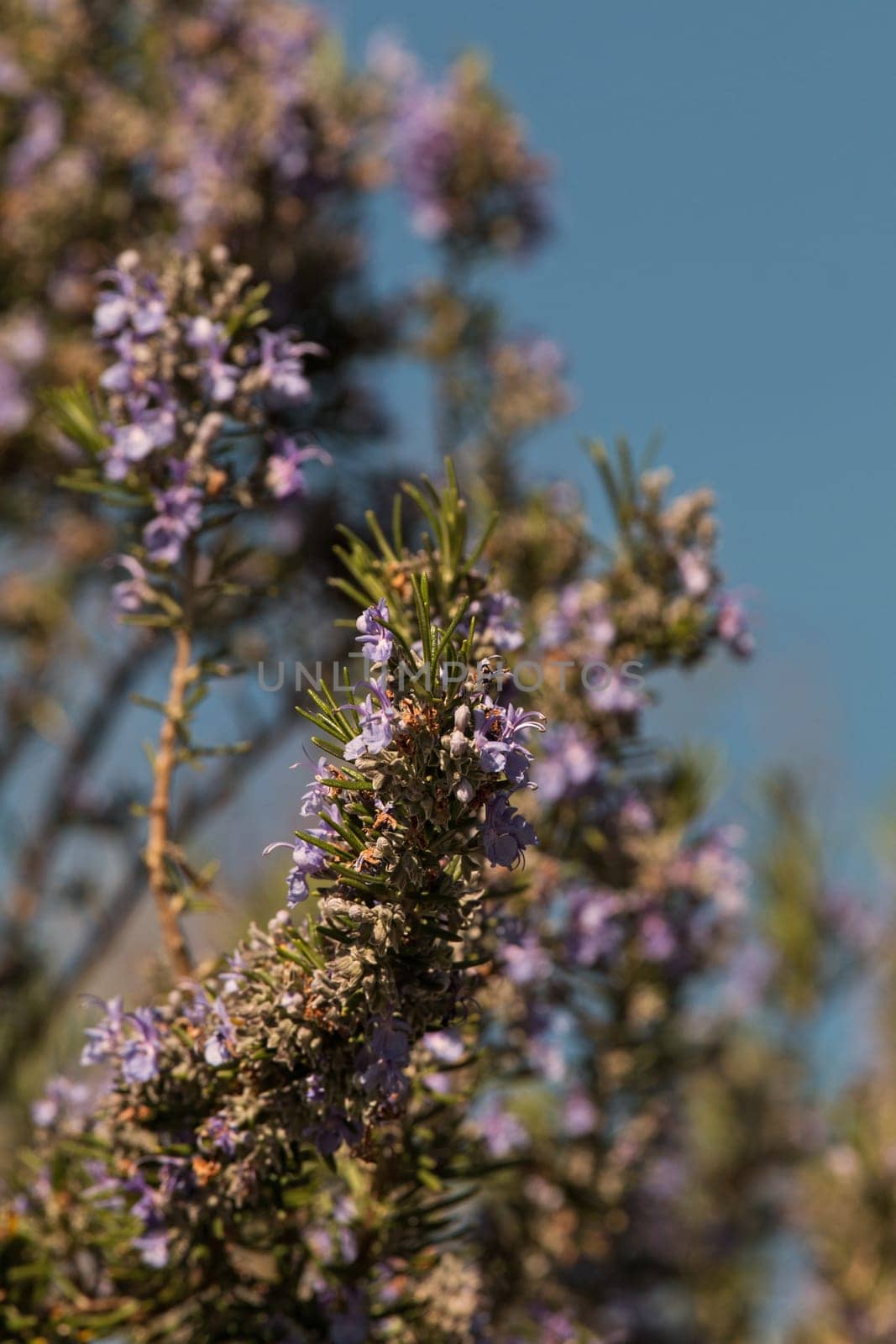 cutout of a rosemary in front of blue sky