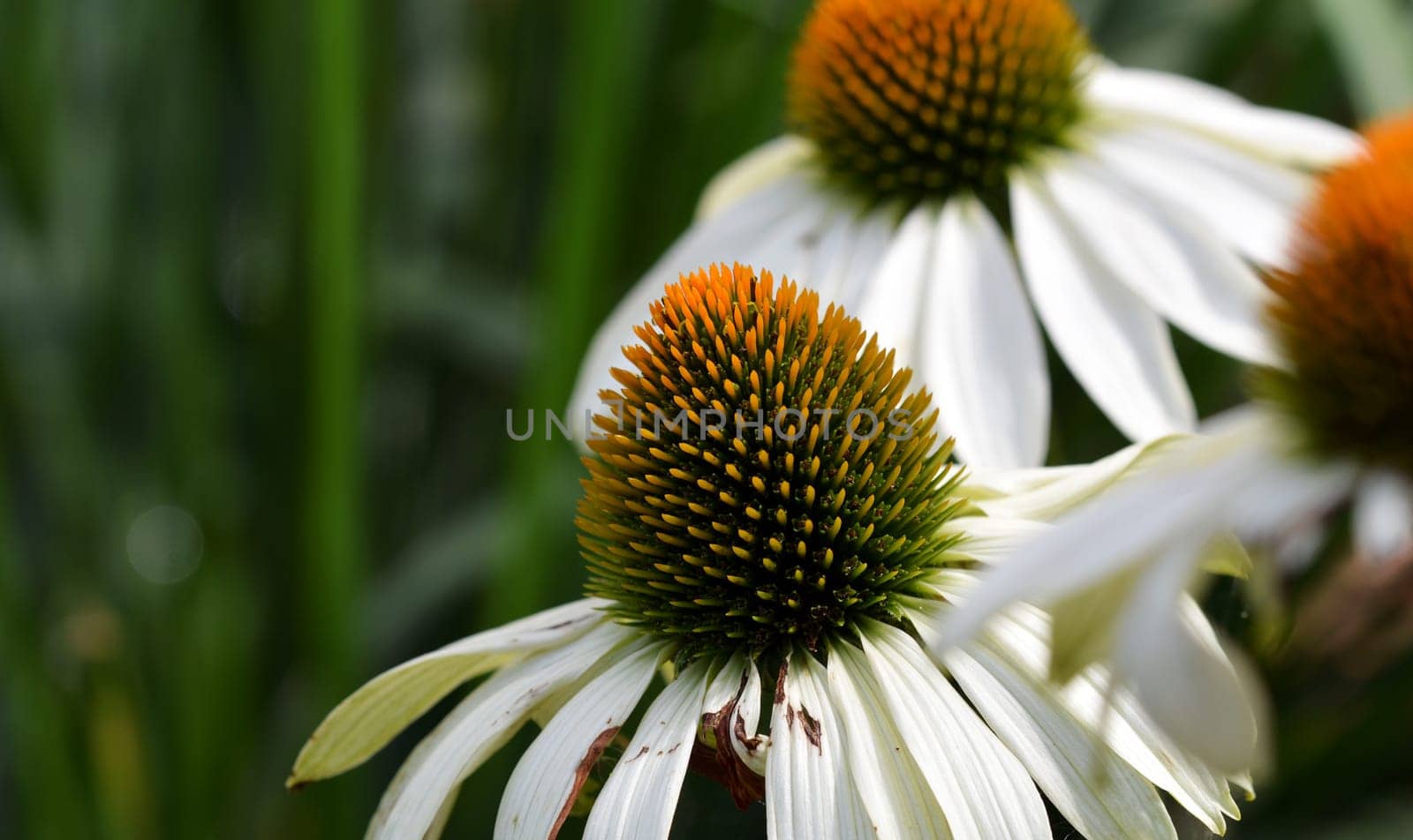 Echanicea - white sun hat