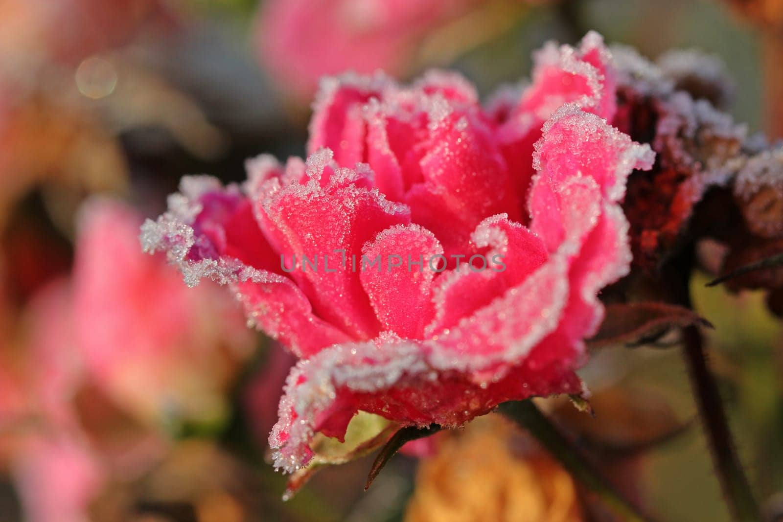Red rose petal with roughness