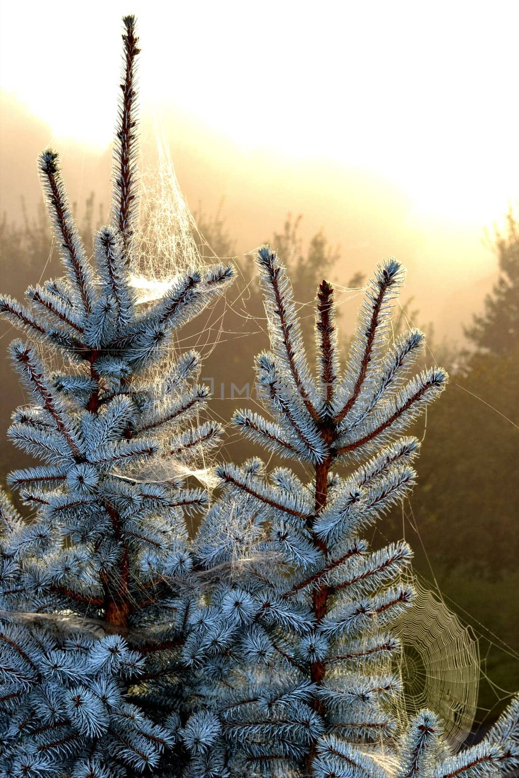 frosty spider webs on the crowns of blue firs,sun in the background