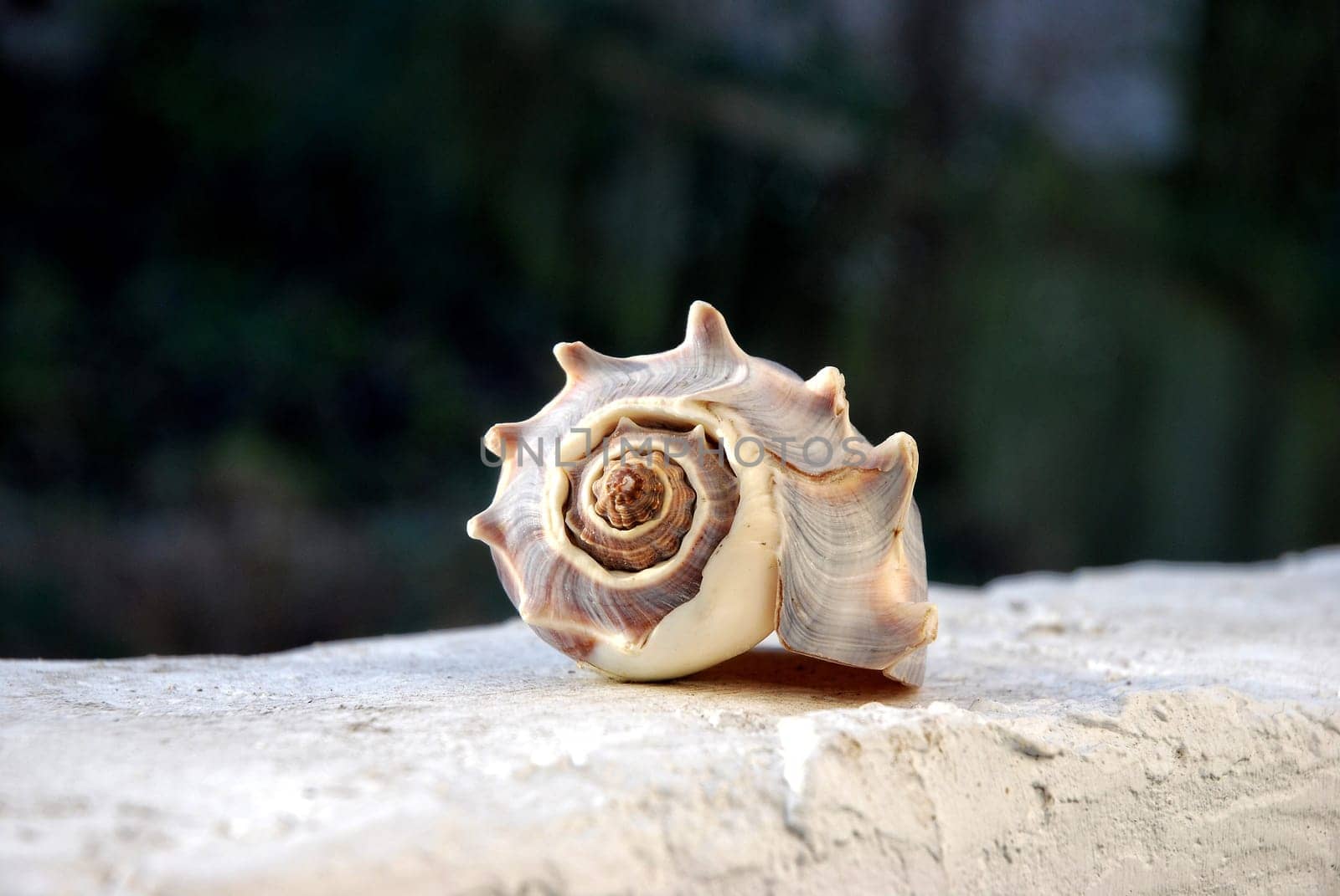 Lake - Shell on white wall with dark background