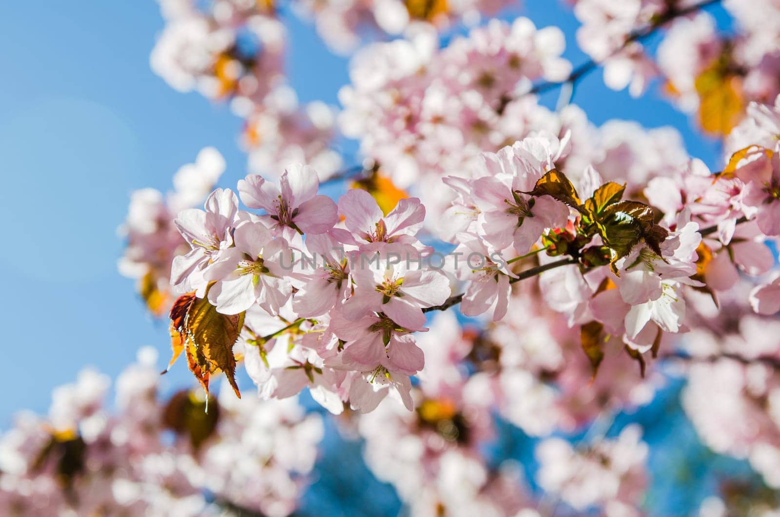 Beautiful blossoming Sakura close up. A spring background