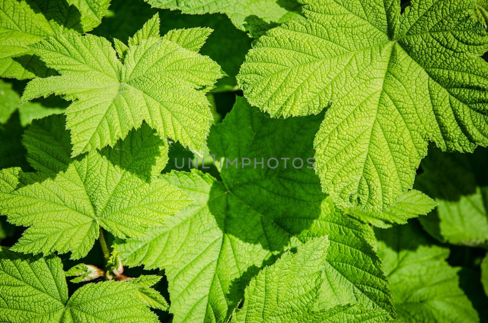 Young green leaves of a raspberry, background