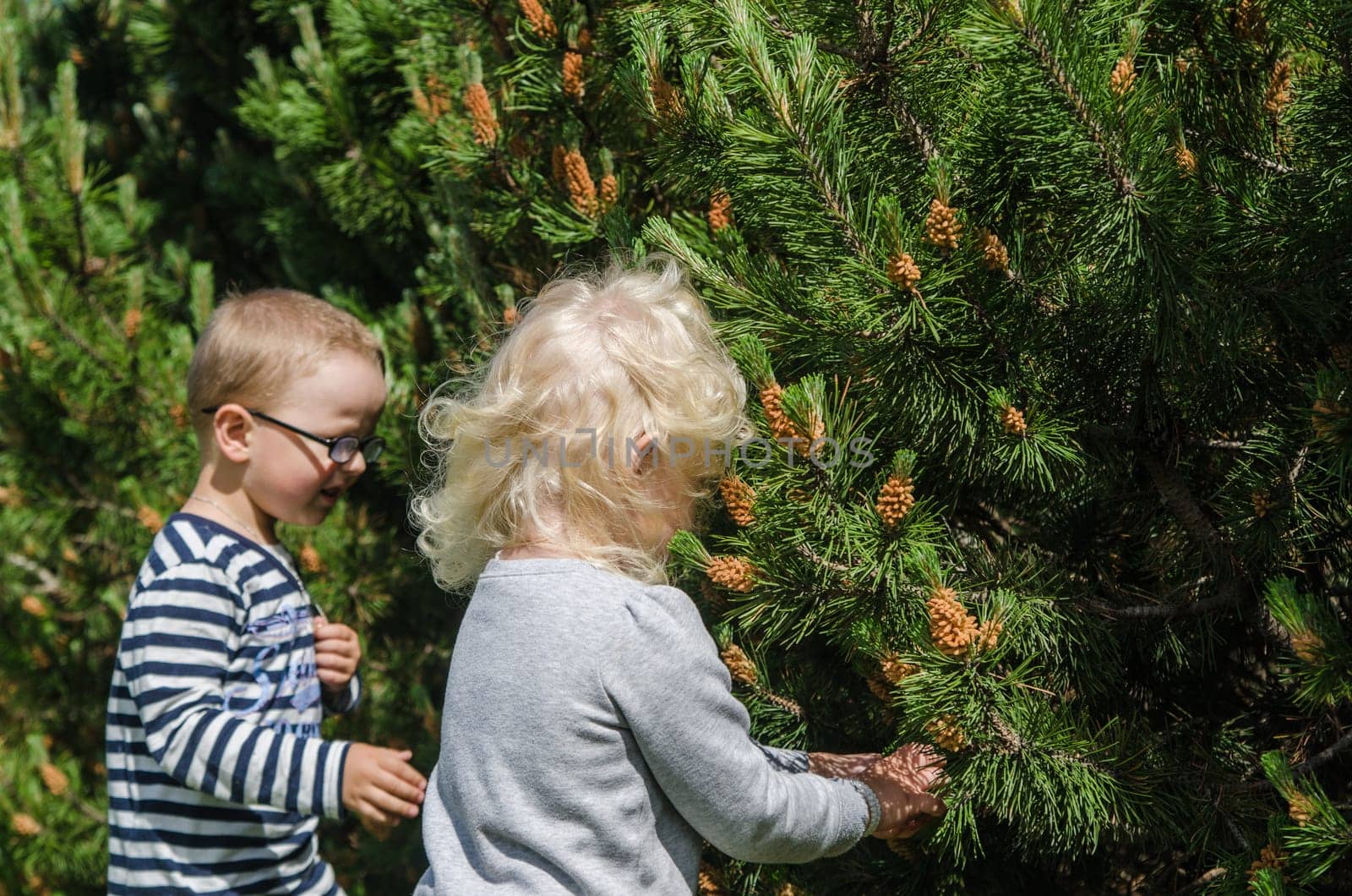 Boy and girl collect pine buds