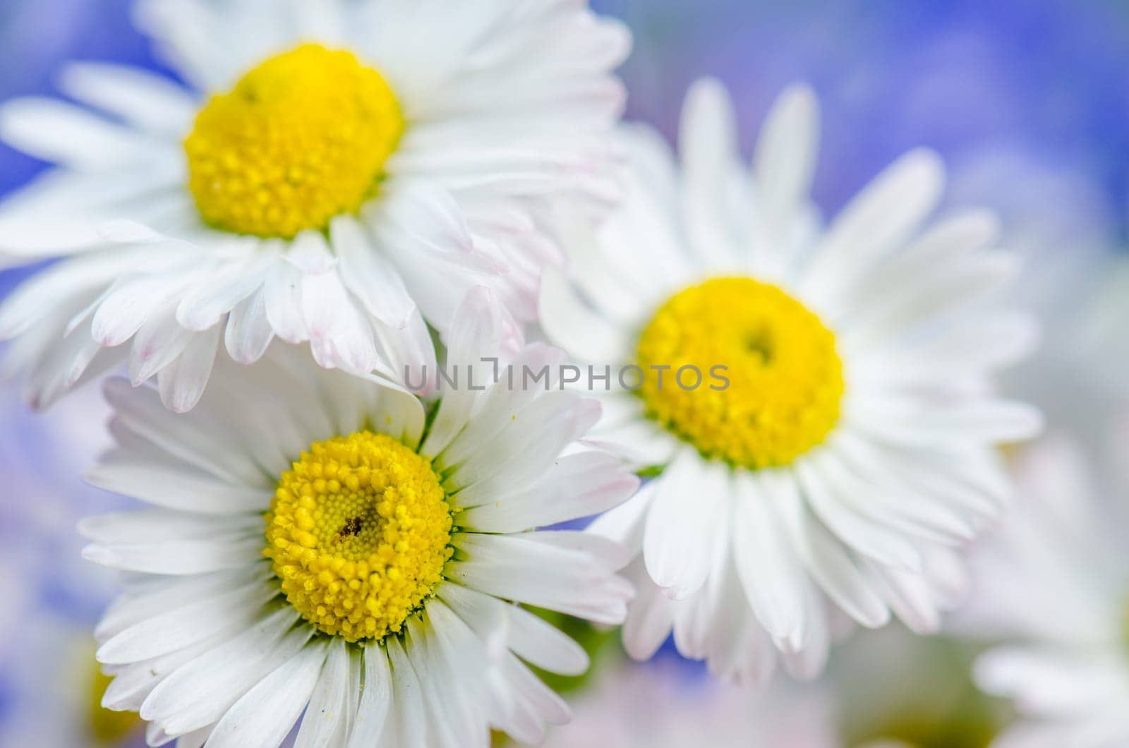Bouquet of field flowers, close-up