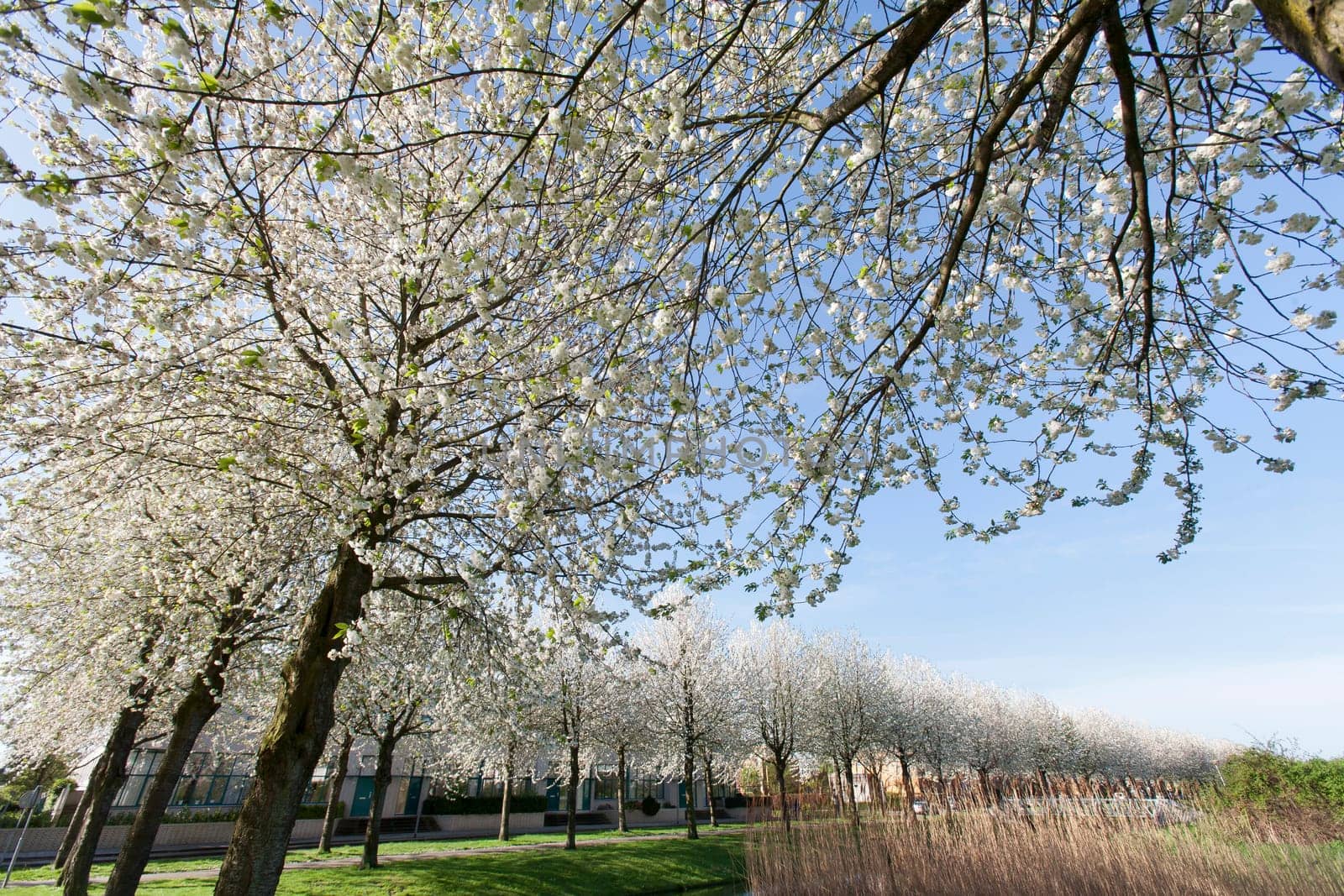 Blossom trees in a residential district in Rotterdam Prinsenland, the Netherlands