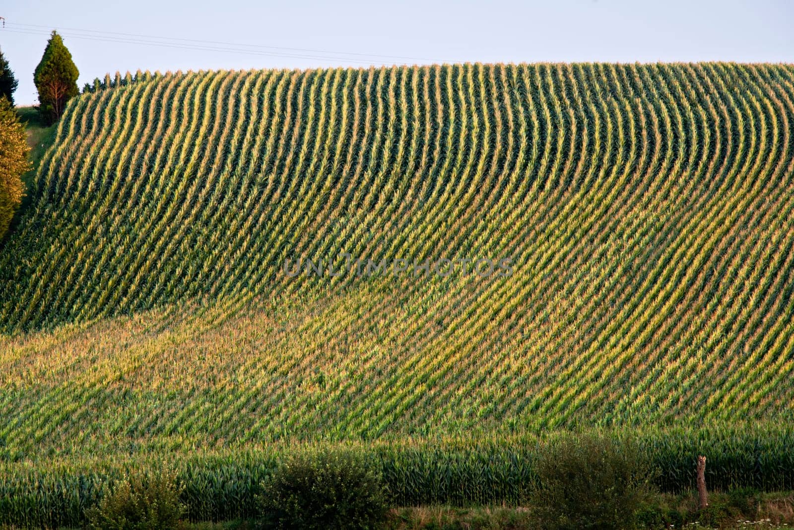 Corn field in the North of France