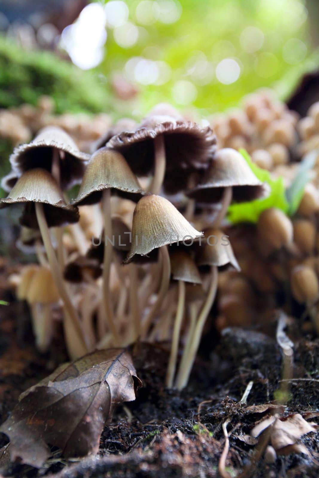 Mushrooms in the woods in autumn