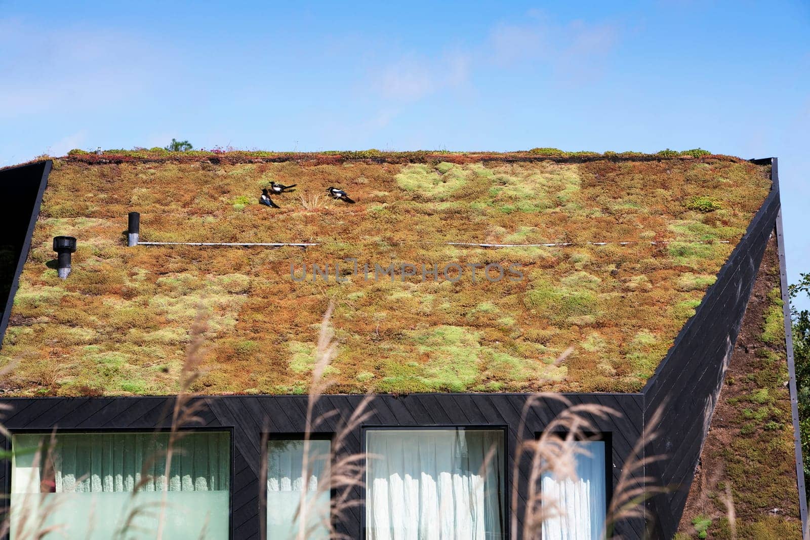 Energy saving ecological moss roof and 3 magpies