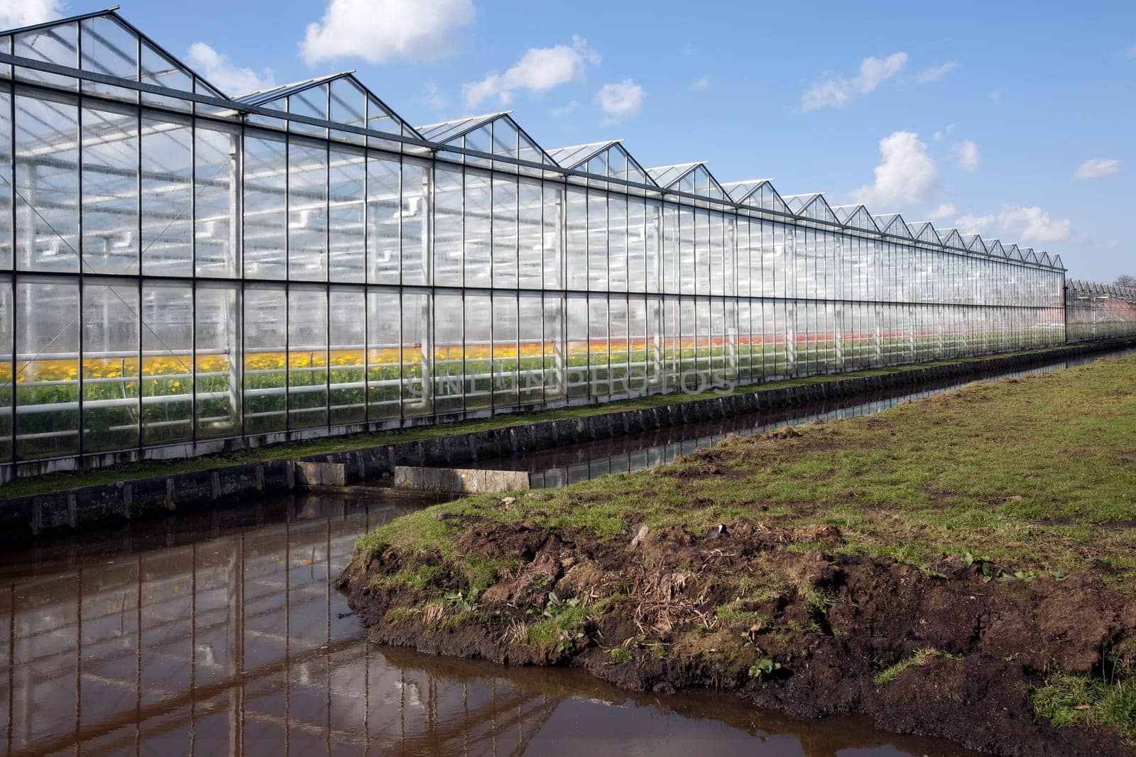 Greenhouse with red and yellow flowers