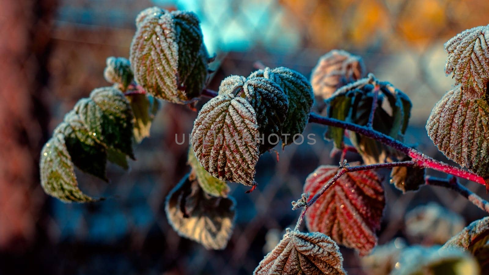 The autumn frost plays fires the sun in the cold morning