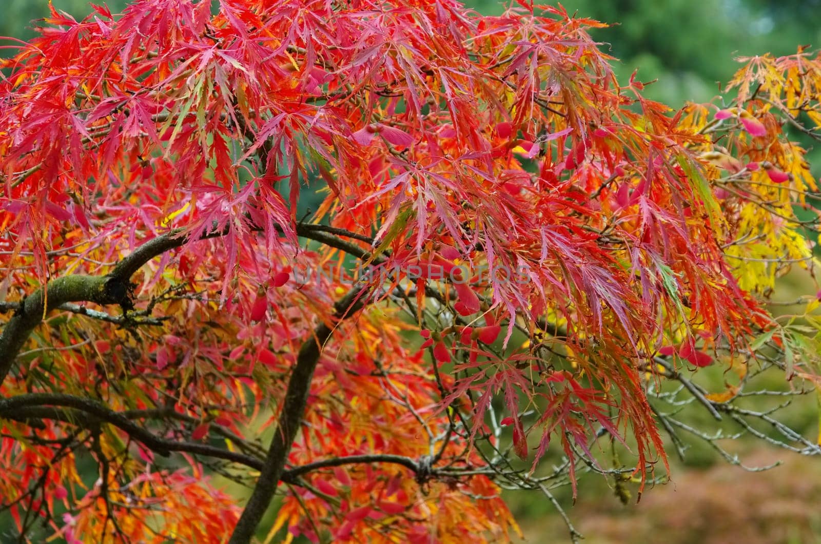 Acer palmatum 08