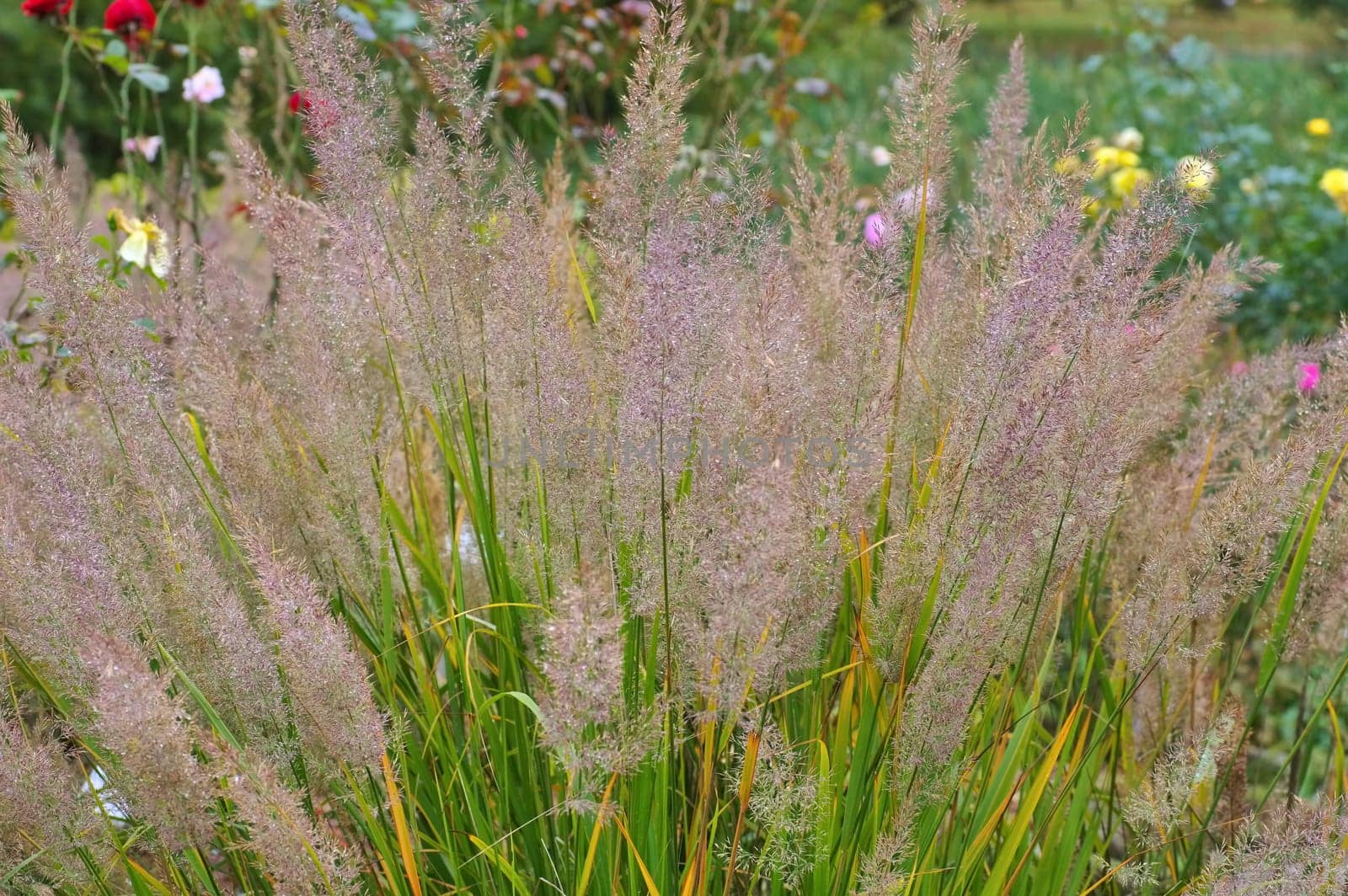 Diamond grass in autumn - Calamagrostis brachytricha ornamental grass in autumn