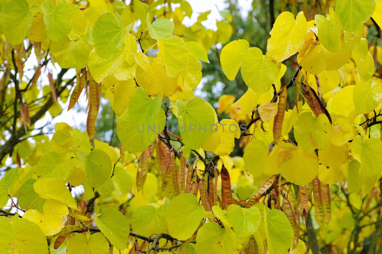 Judas tree in autumn - Judas tree in autumn,indian summer