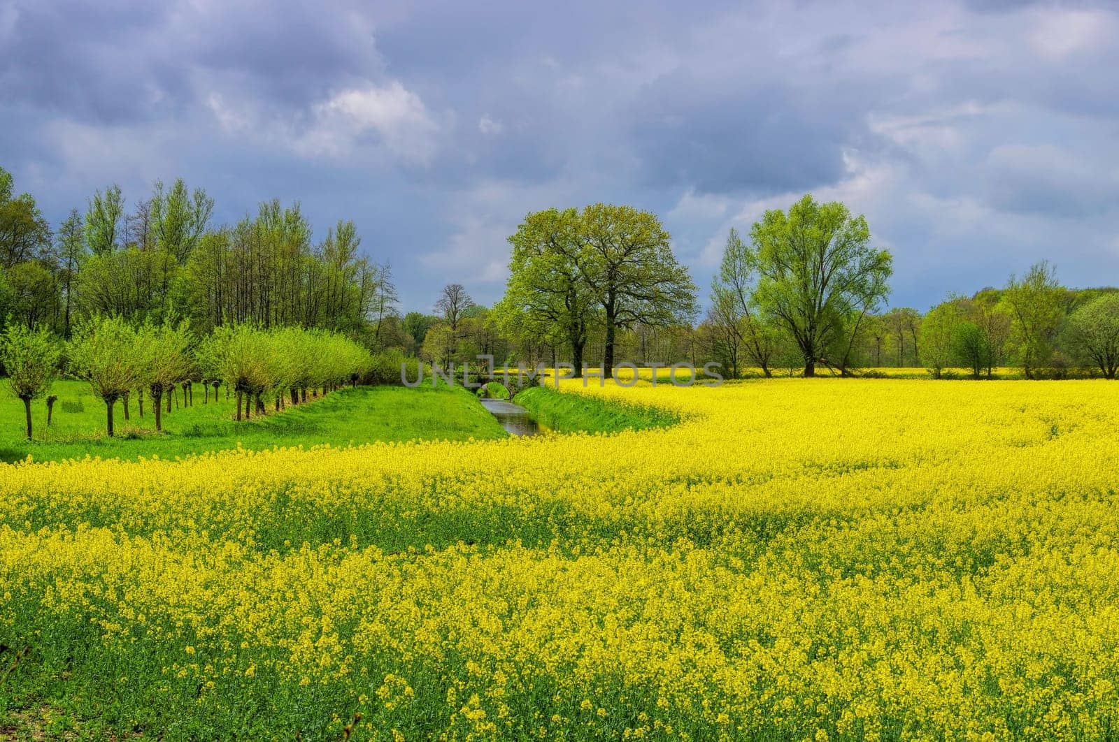 East Frisians Rape field 01