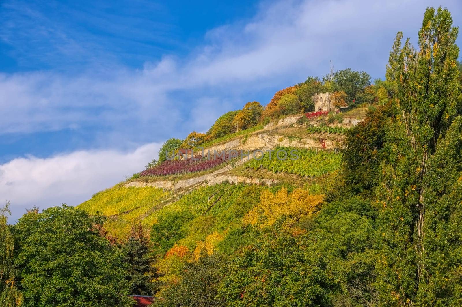 Saale Unstrut vineyards in autumn - Saale Unstrut vineyards in Germany in fall