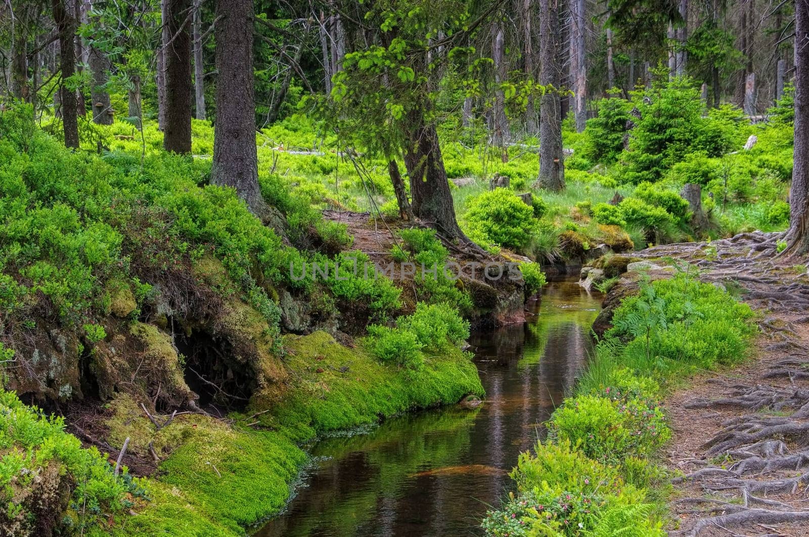 Peat house bog - swamp peat house bog 01