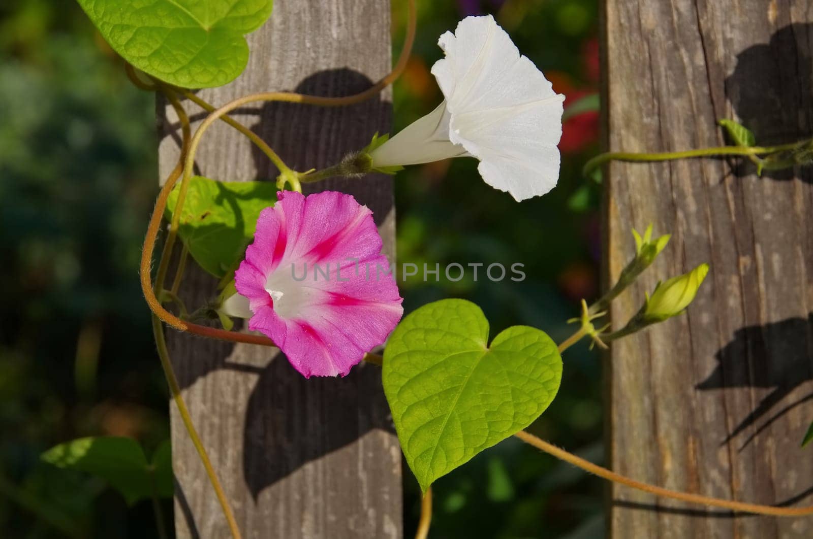Stately winds at the wooden fence - Ipomoea tricolor flower on wooden fence