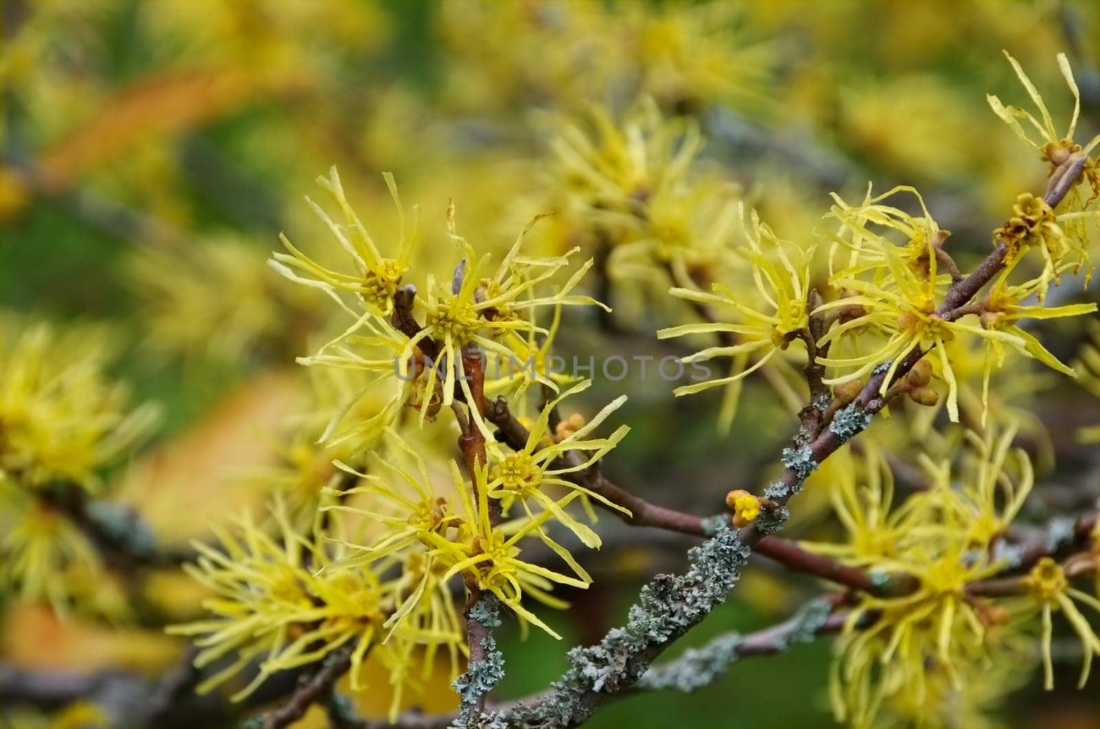 Hamamelis virginiana blooms in autumn - Hamamelis virginiana is blooming in fall
