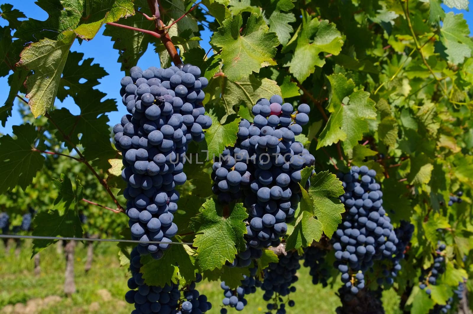Grapes in red on the vineyard - grape in red on vineyard