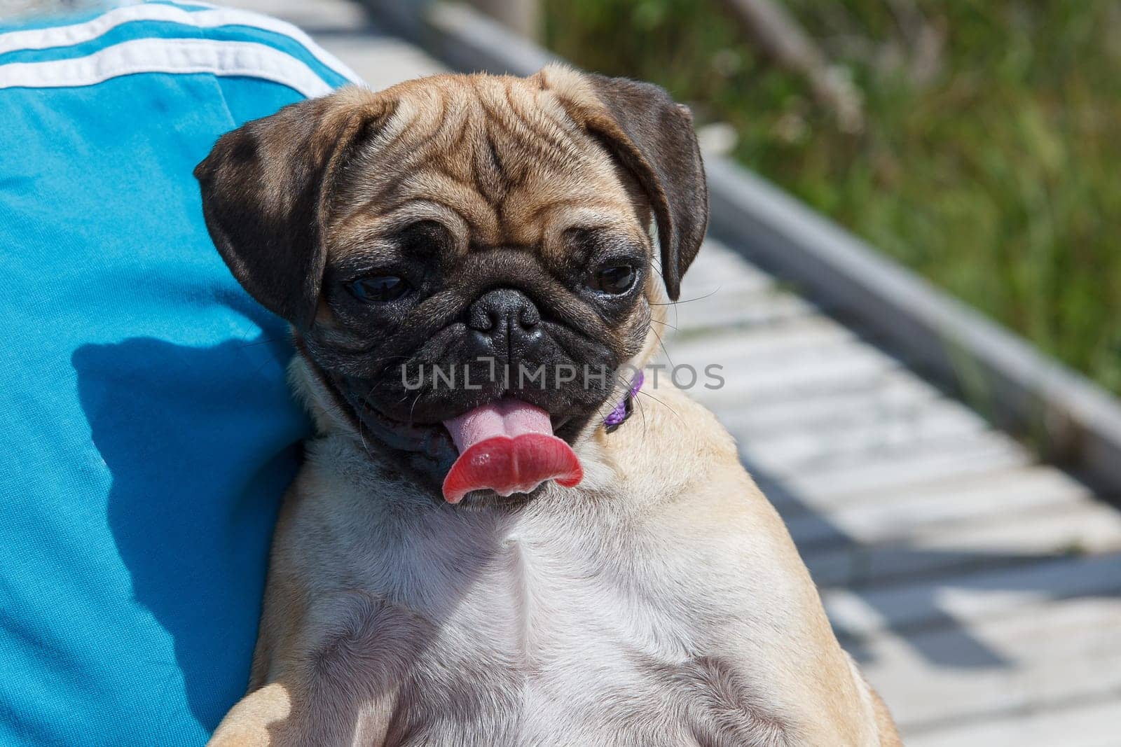 A young and happy pug sticking its tounge out