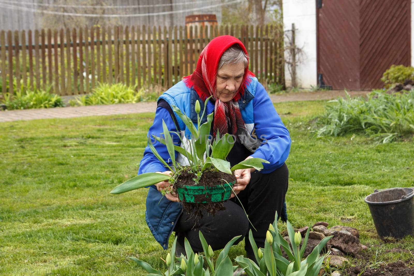 An old lady working in her garden