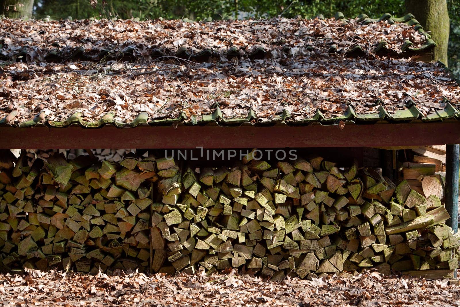 Chopped fire logs drying under a roof in open air. Roof and ground are coated with dead leaves.
