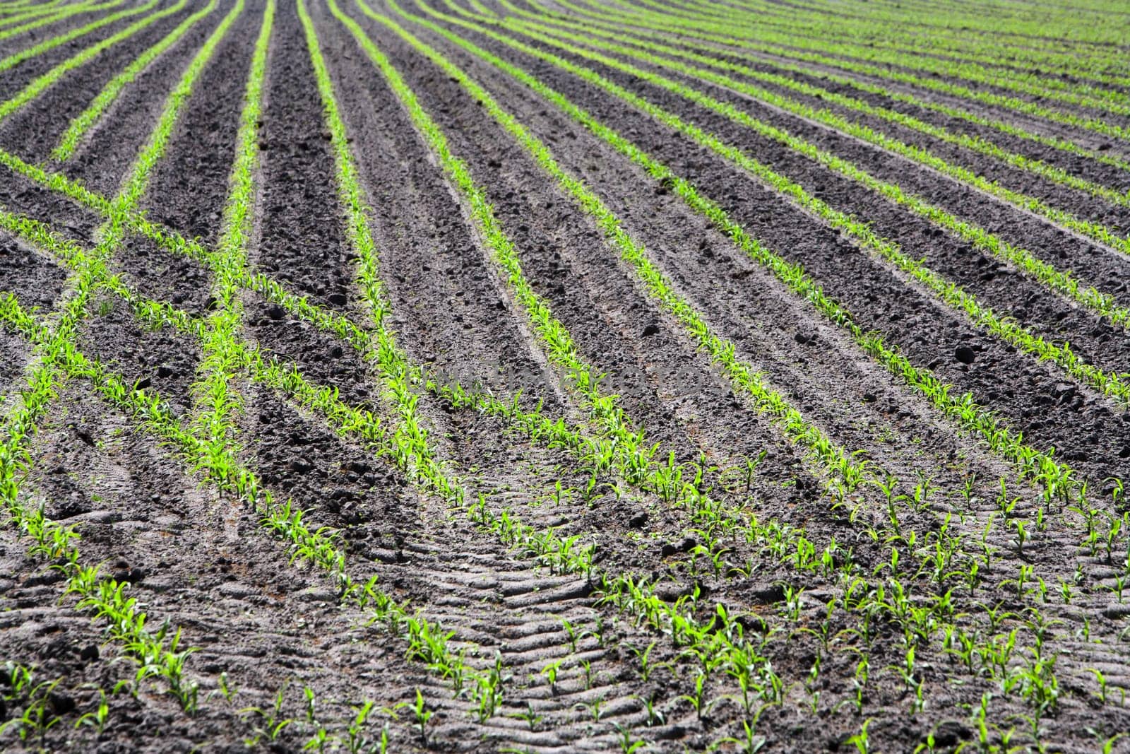 Just planted corn field