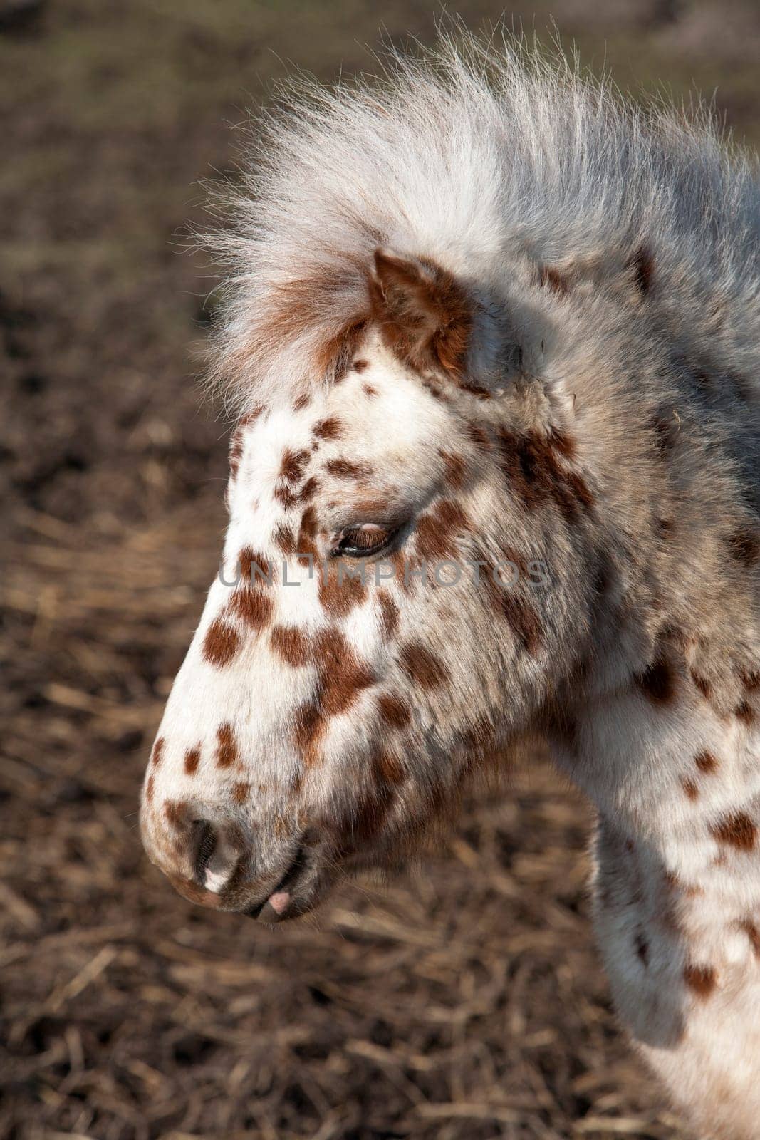 Lovely white pony with brown dots