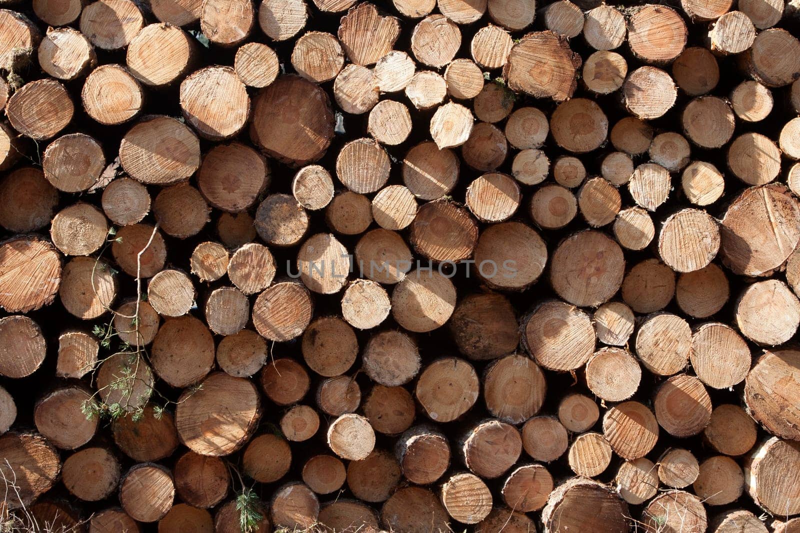 Pile of wood