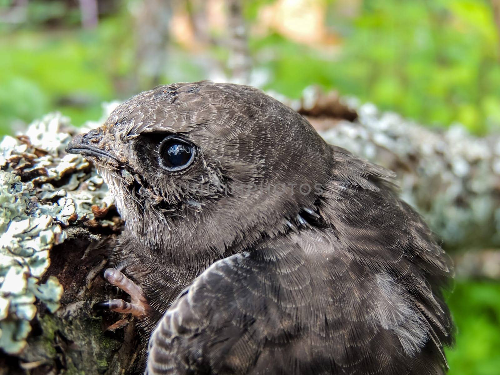 The martin the fastest bird of Russia at small age