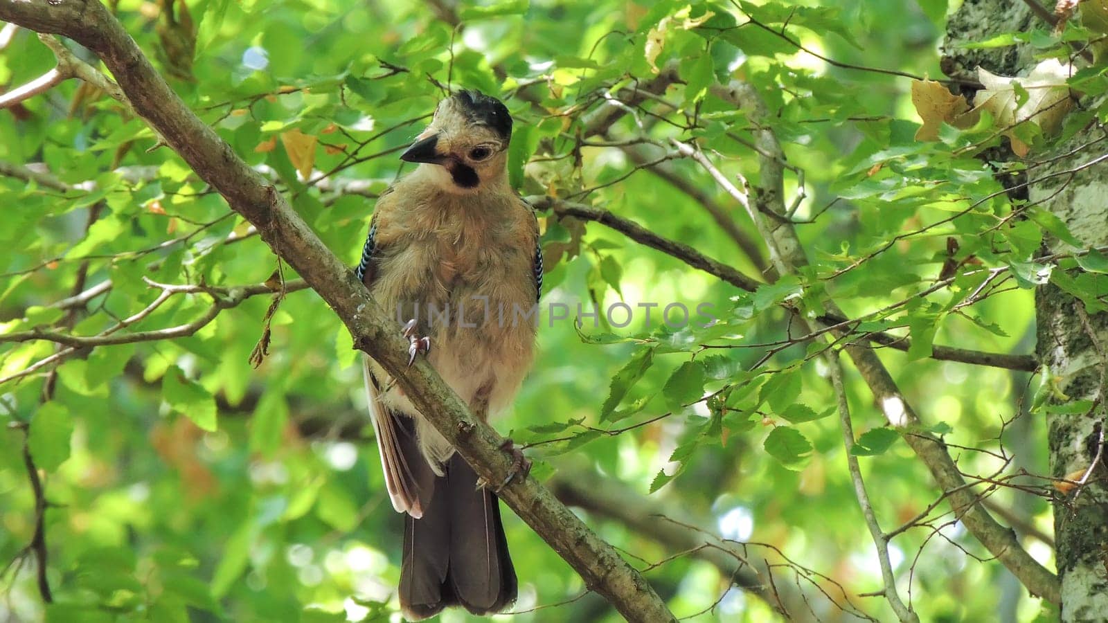 beautiful wood bird attentively studies us and