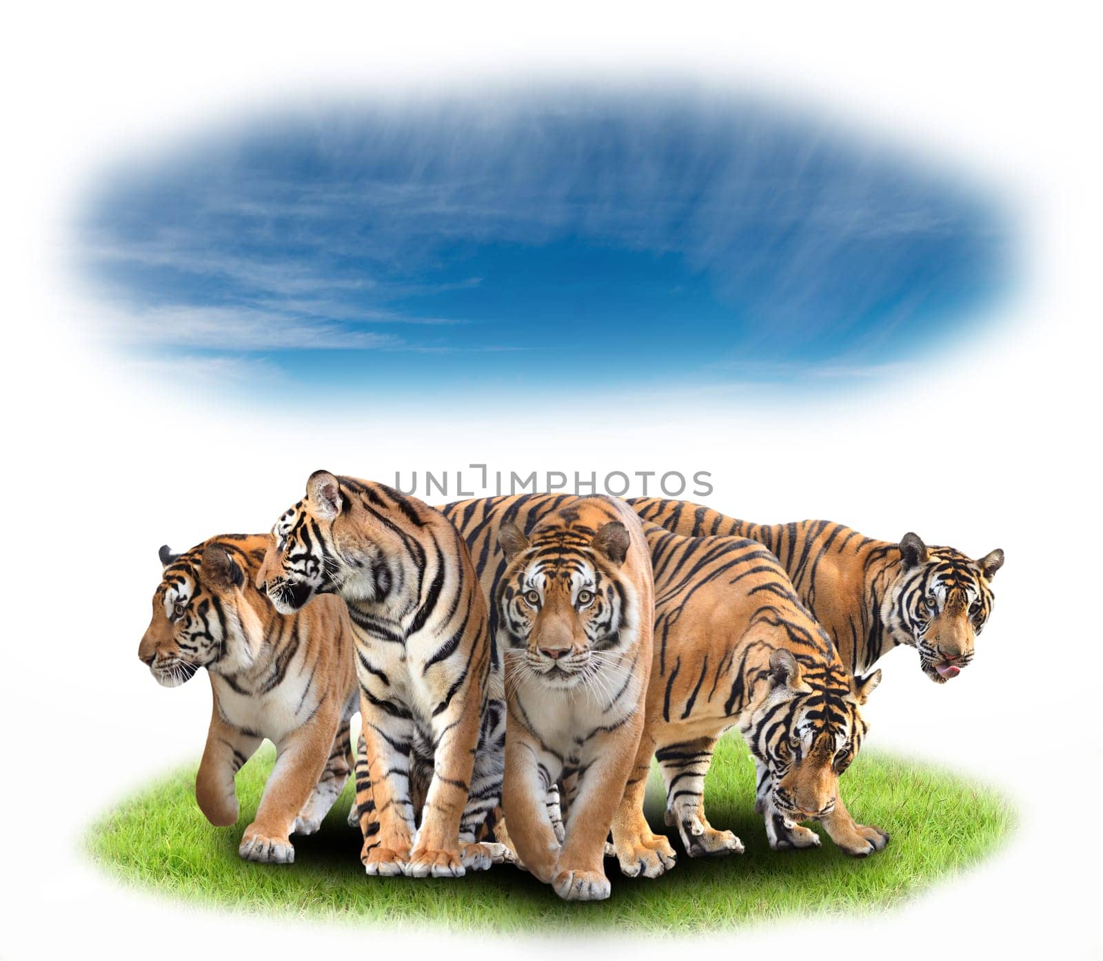 group of bengal tiger with green grass and blue sky