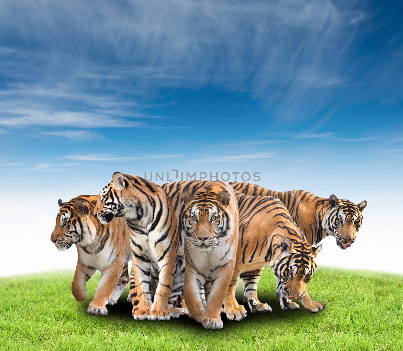 group of bengal tiger with green grass and blue sky