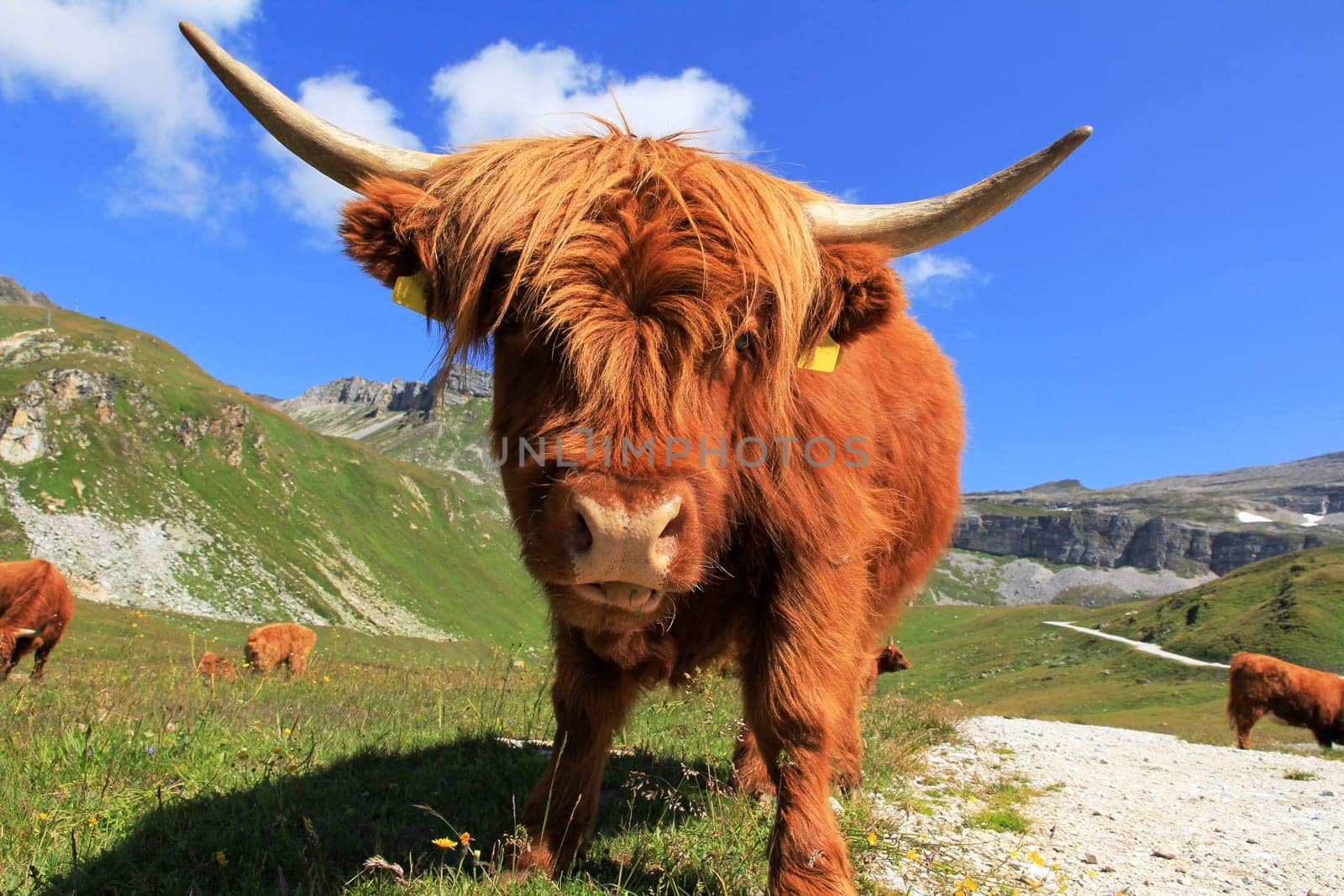 Scottish Highland cattle in the mountains - A red-brown Scottish Highland cattle with large horns