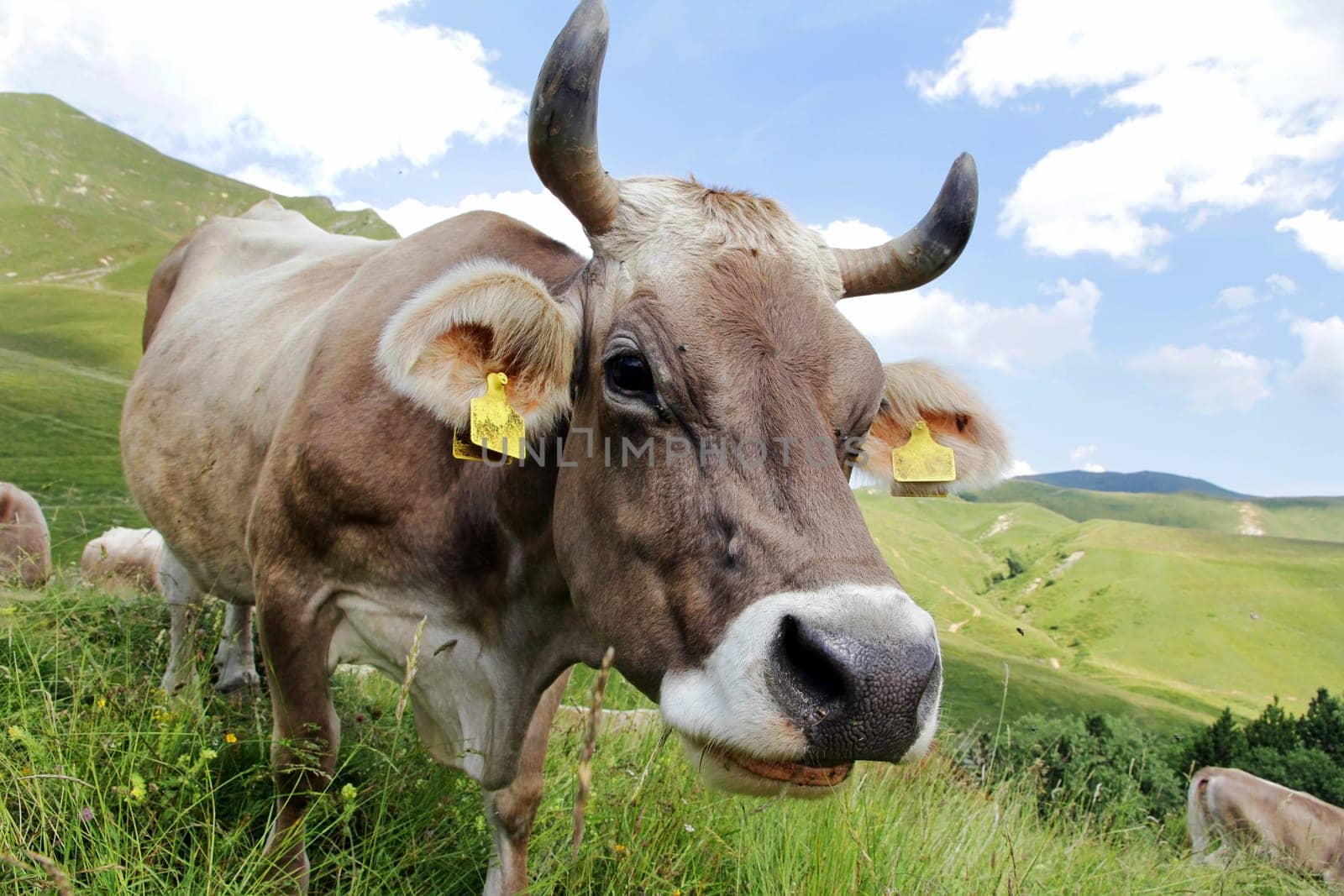 Brown cattle with horns in the mountains