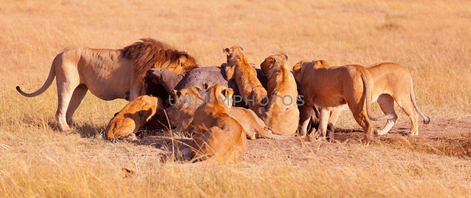 Pride of lions eating a pray in Masai Mara, Kenya