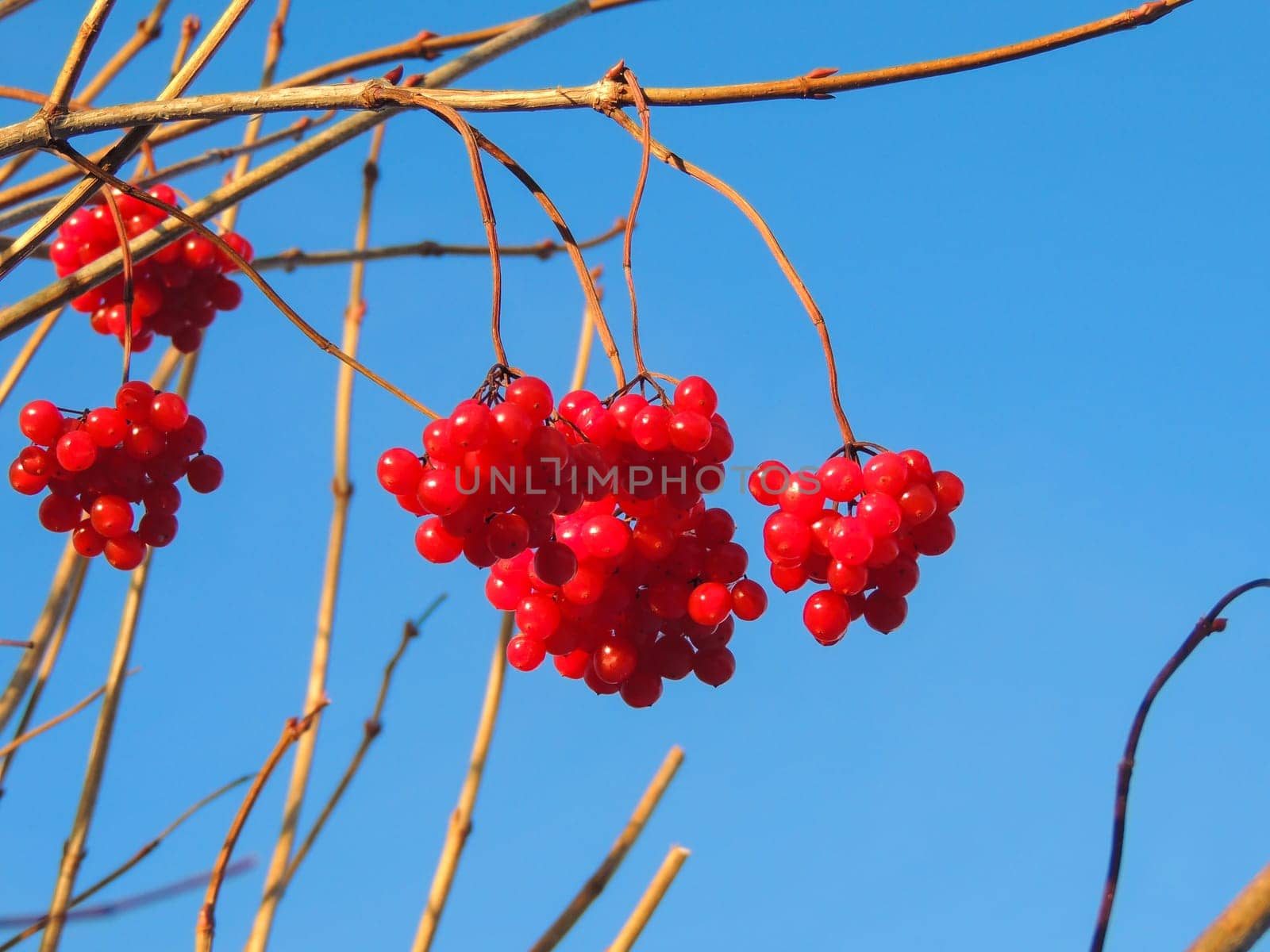 Berries viburnum on a background of beautiful blue sky