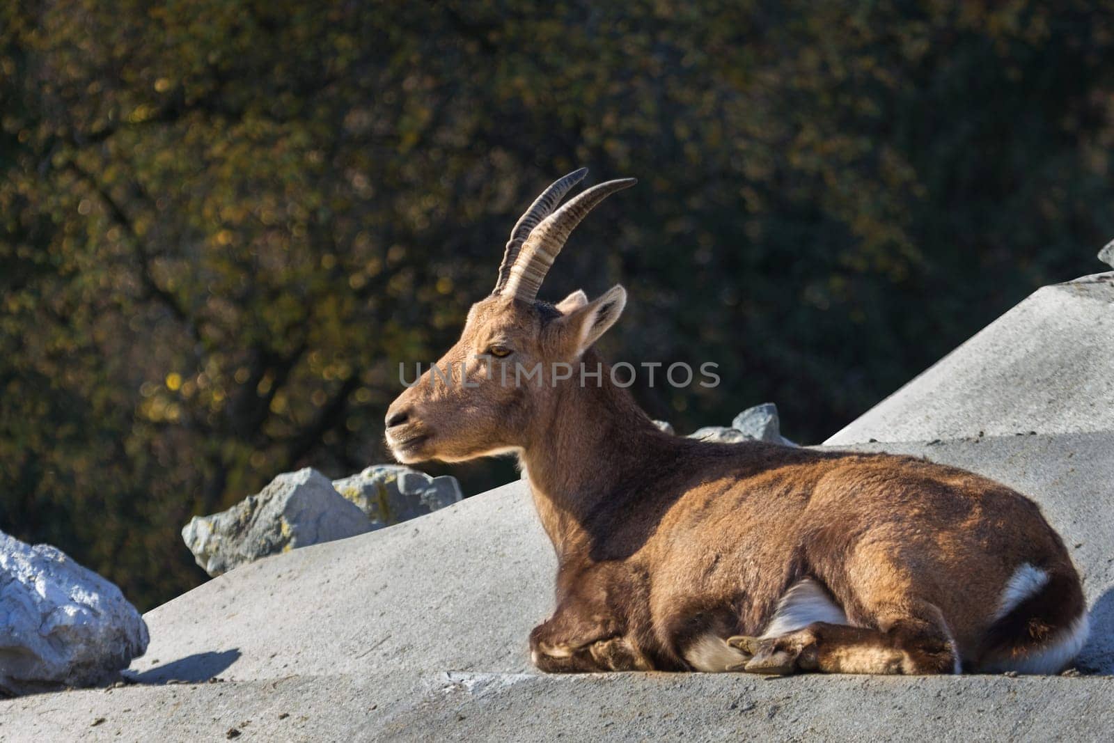 Alpine rockbuck - Geiß
