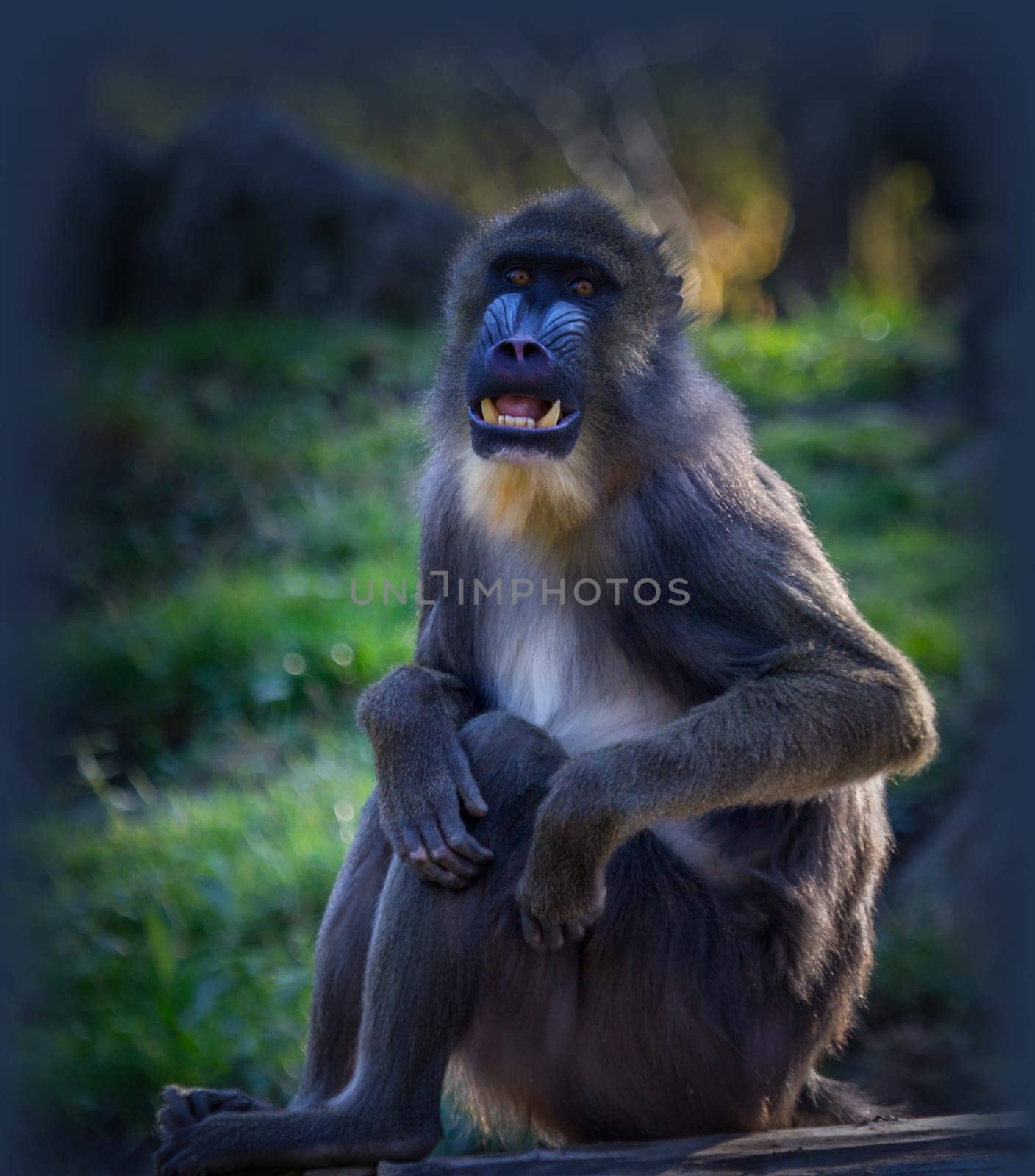 Mandrill