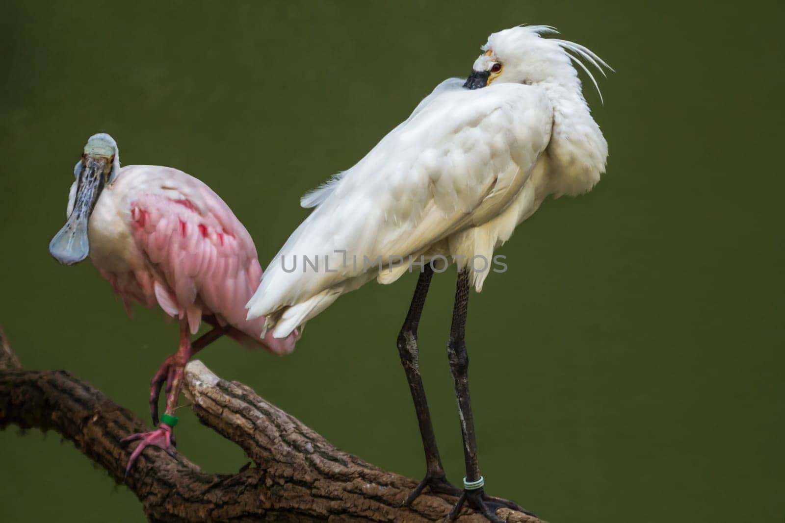 Spoon heron hides its beak